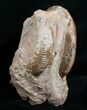 Pseudogrammoceras Ammonite - France #4334-3
